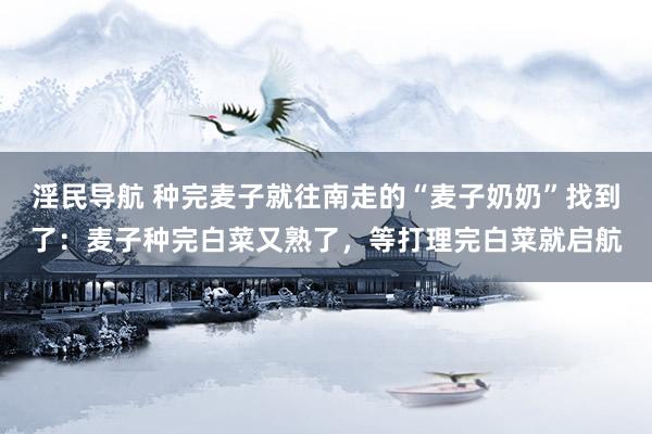 淫民导航 种完麦子就往南走的“麦子奶奶”找到了：麦子种完白菜又熟了，等打理完白菜就启航