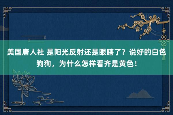 美国唐人社 是阳光反射还是眼瞎了？说好的白色狗狗，为什么怎样看齐是黄色！