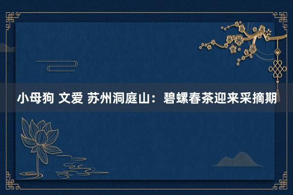 小母狗 文爱 苏州洞庭山：碧螺春茶迎来采摘期